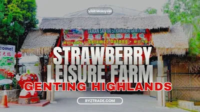 Genting strawberi