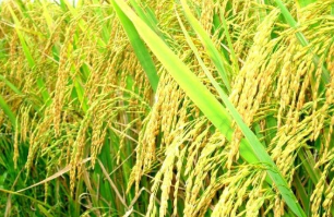 Cây lương thực.olm