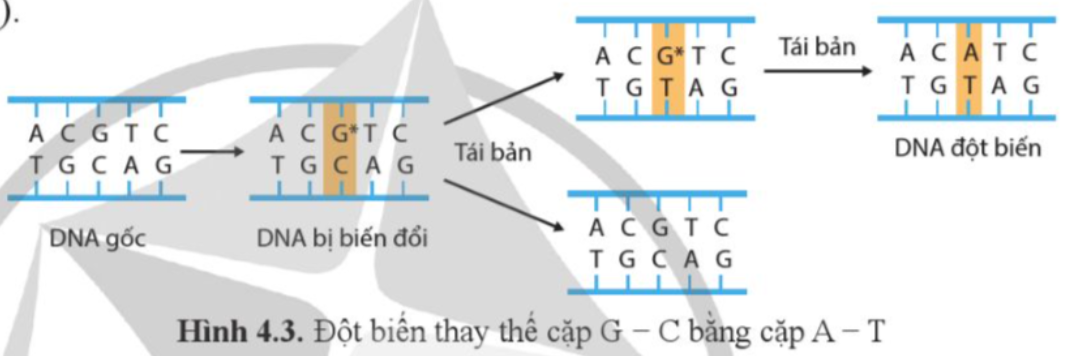 BÀI 4. ĐỘT BIẾN GENE