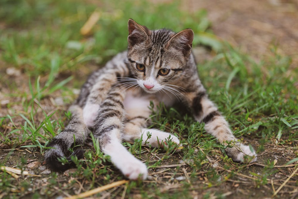 Kitten on Ground