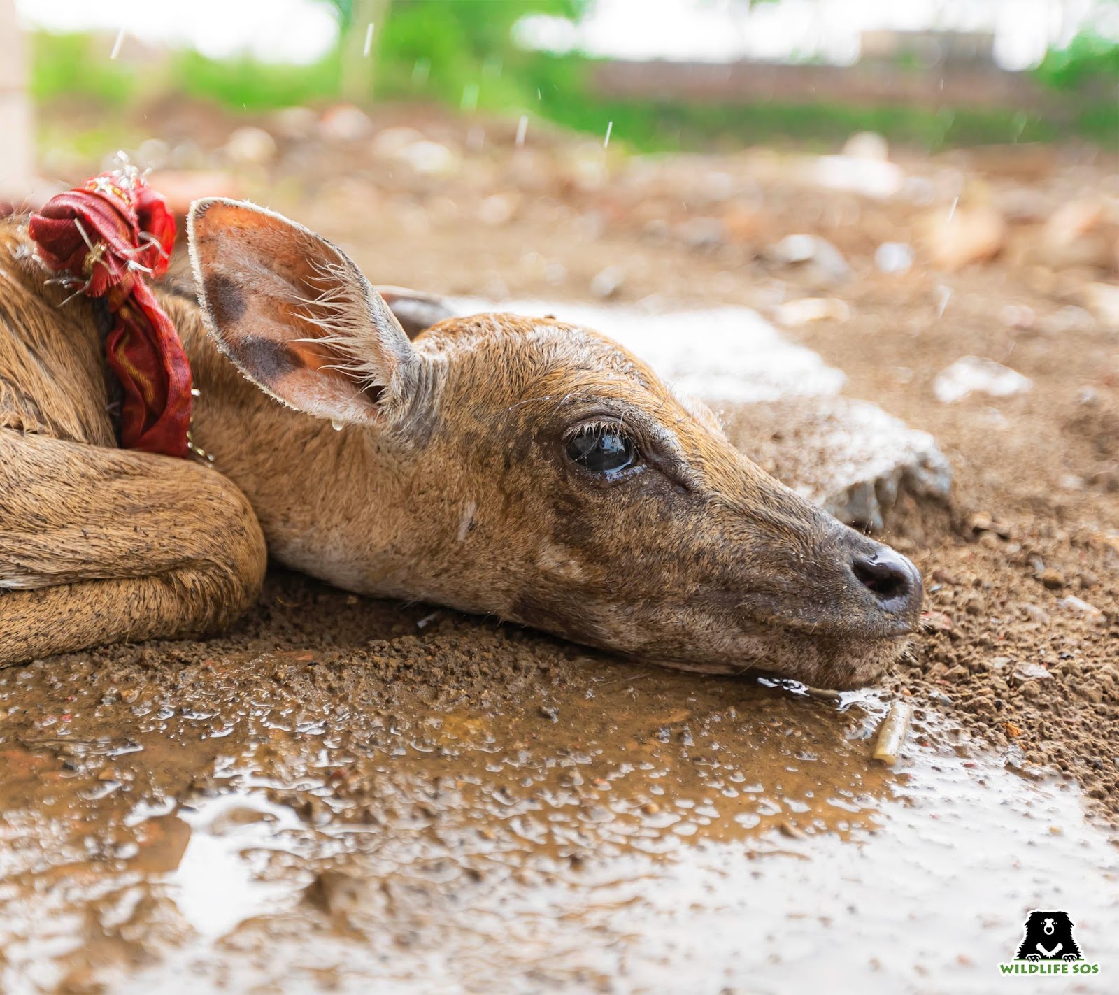 Distressed Nilgai injured by Dog bite