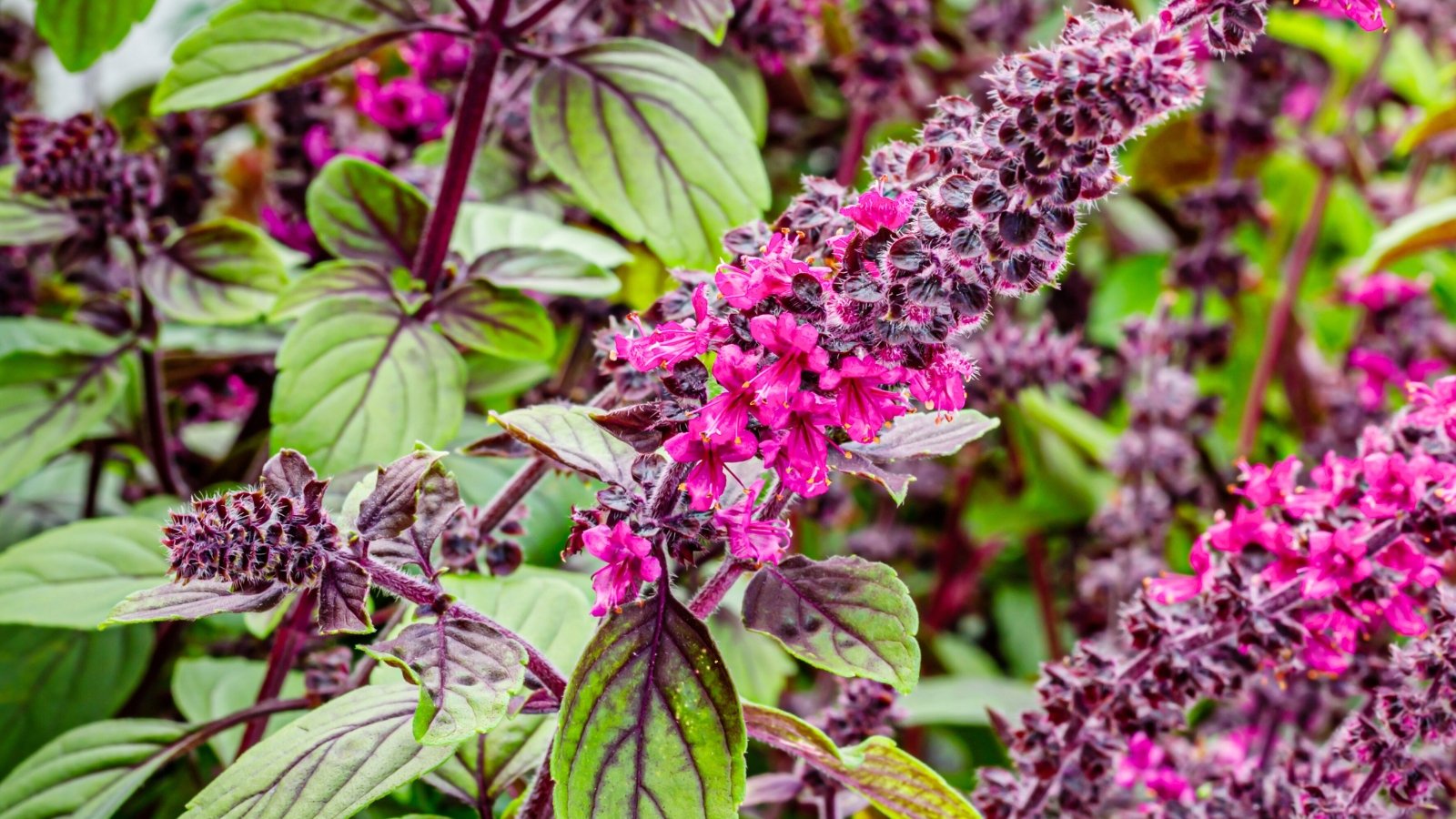 Upright stems bear clusters of small tubular flowers in shades of purple with delicate blue overtones, surrounded by elongated green leaves with purple veins and a faint fuzzy texture.
