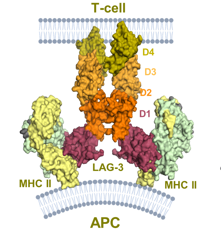 A diagram of a cell<p>Description automatically generated with medium confidence