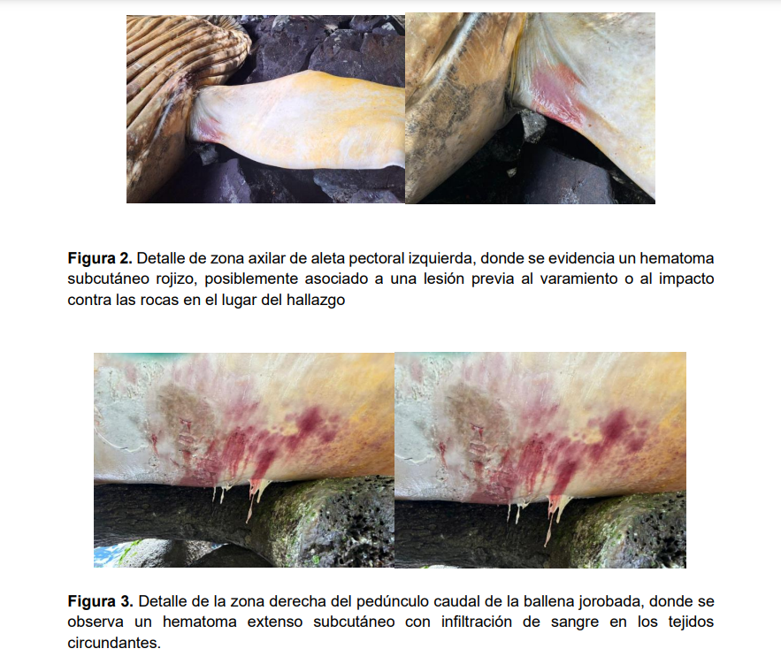 Cadáver de ballena muerta en Aysén. Fuente: Preinforme de necropsia solicitado por Sernapesca.