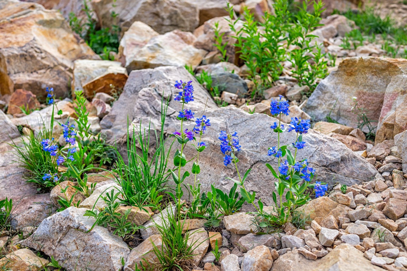 rocky mountain penstemon flowers in a natural plot of gravel