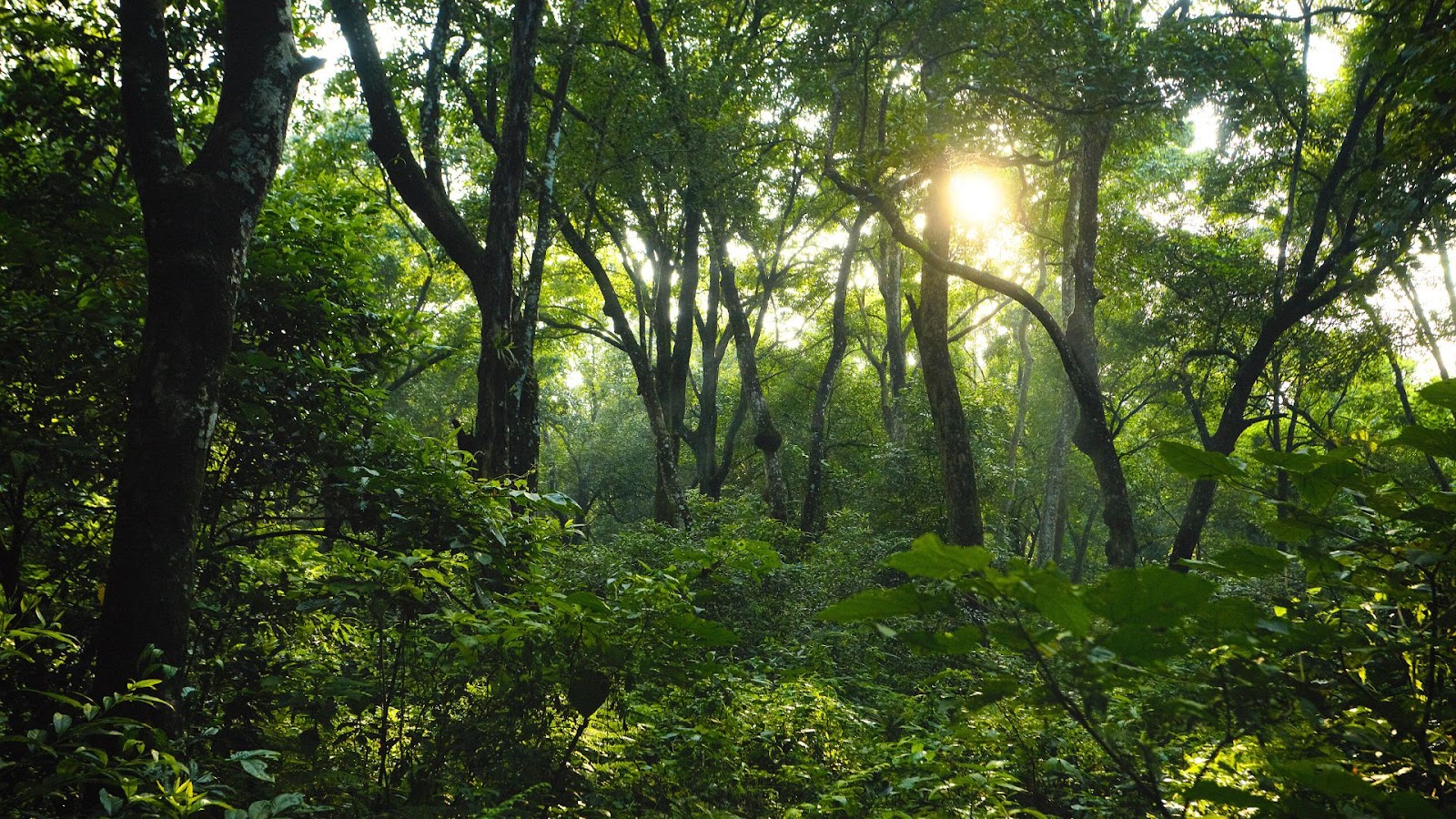 How do trees communicate with each other in forests?