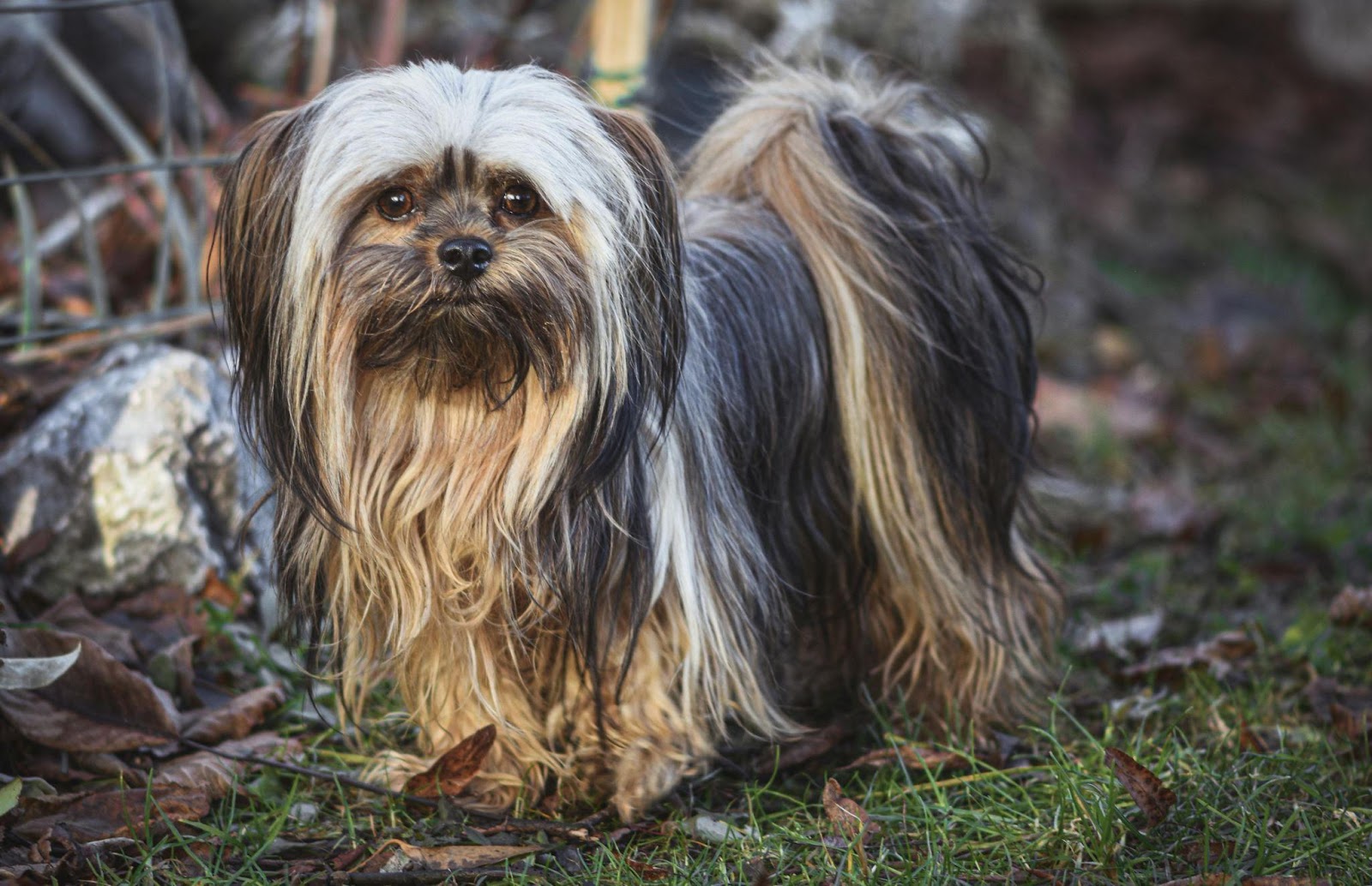 Lhasa Apsos: The Regal Loungers