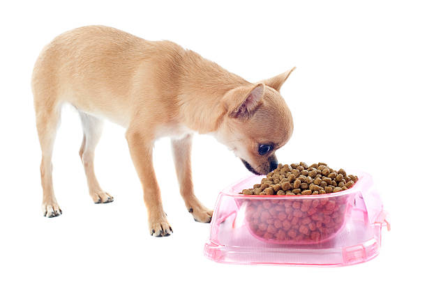 dog food container