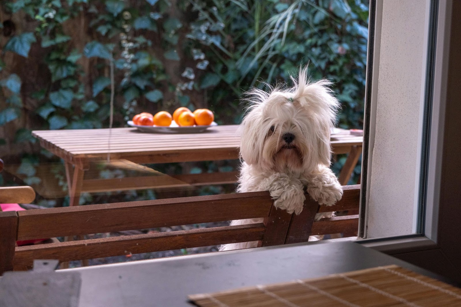 hond met fruit