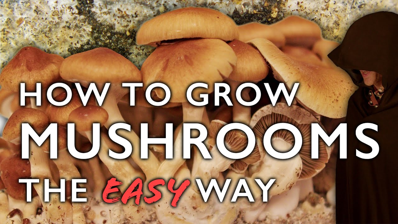 Step-by-Step Mushroom Cultivation