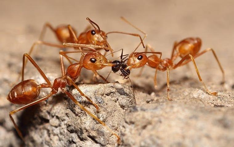 Ants in the Ecosystem