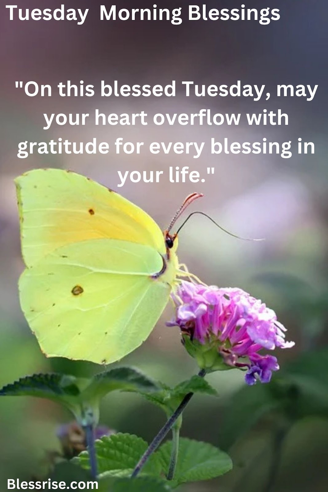 Tuesday prayer