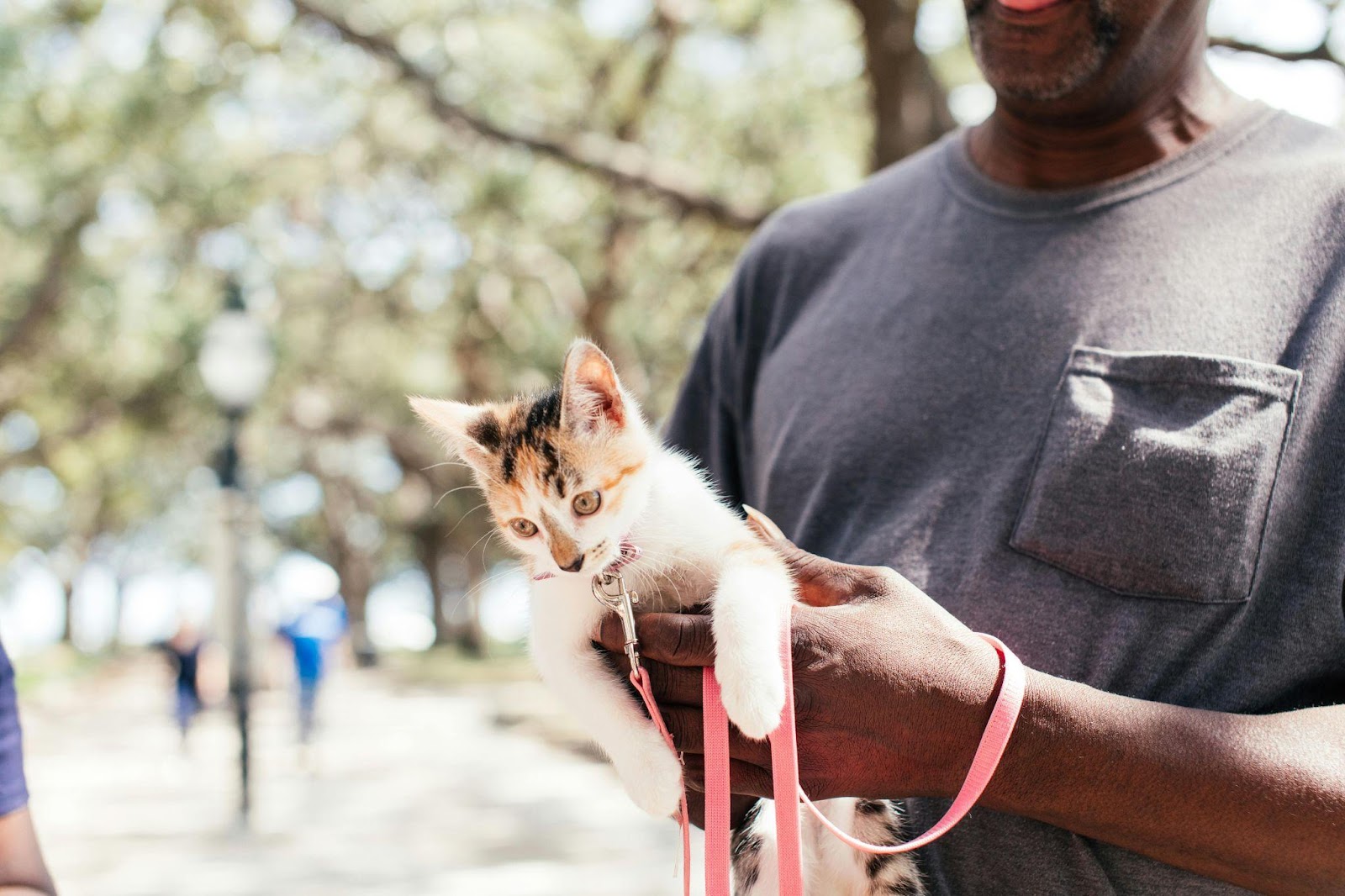 20 Mind-Blowing Cat Training Secrets Revealed by Experts