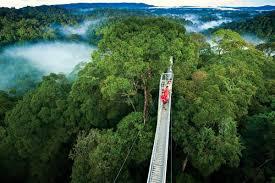 Australmx - Bosque Nuboso Monteverde, Costa Rica. El... | Facebook