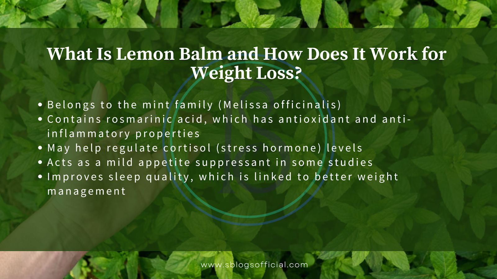 Explaining How to Take Lemon Balm for Weight Loss, by defining what is lemon balm and how does it work for weight loss. 
