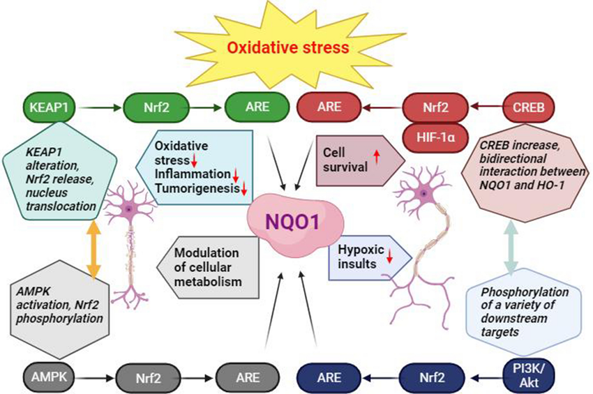 The interaction between the Nrf2-KEAP1-ARE-NQO1, CREB-Nrf2/HO-1/NQO1,... |  Download Scientific Diagram