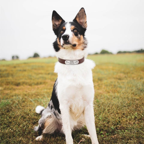 collier-chien-personnalisé-sécuritaire