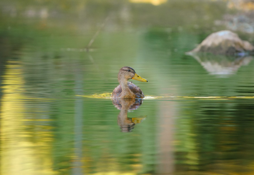 clear duck image