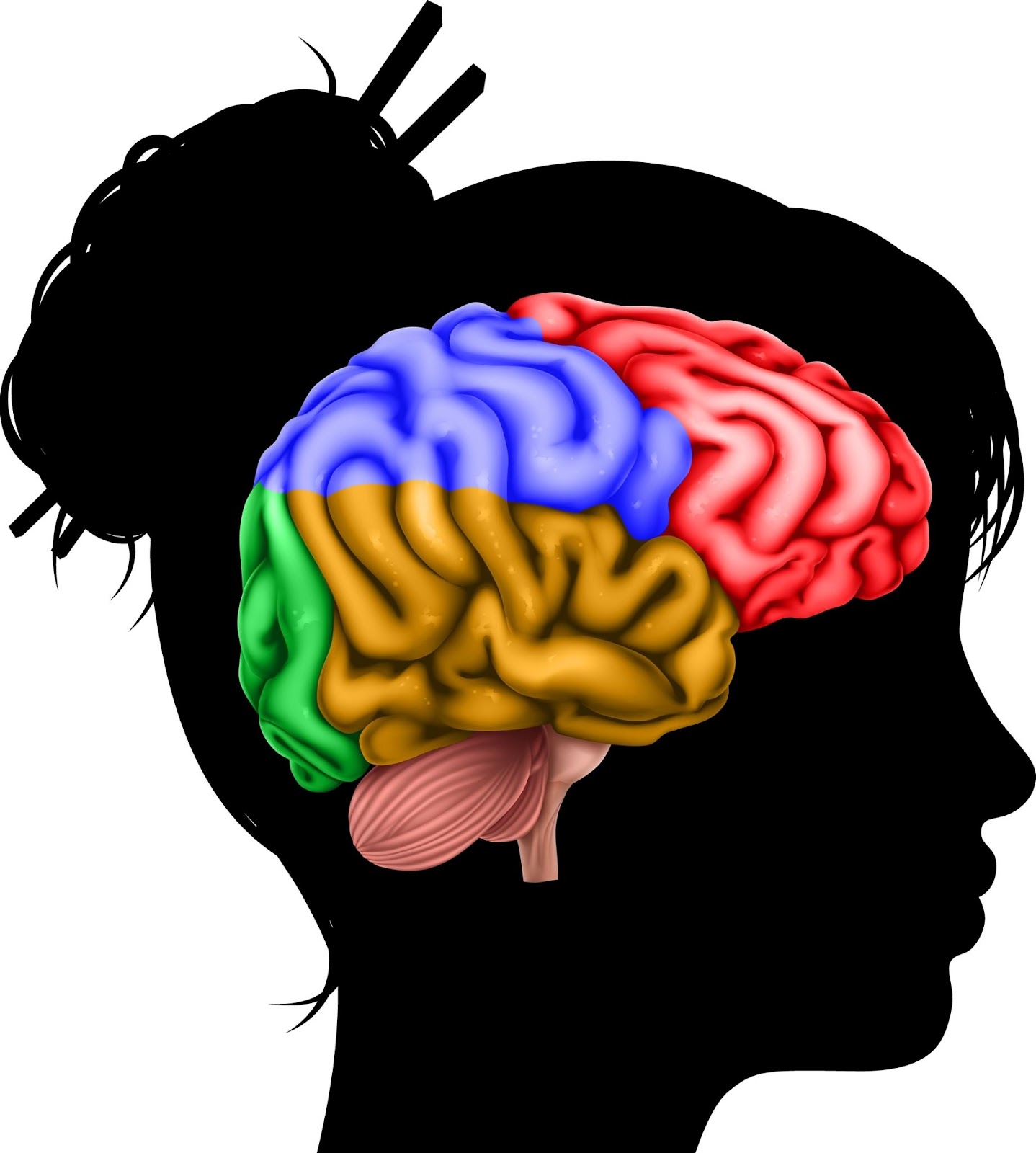 Women silhouette with the brain highlighted. 