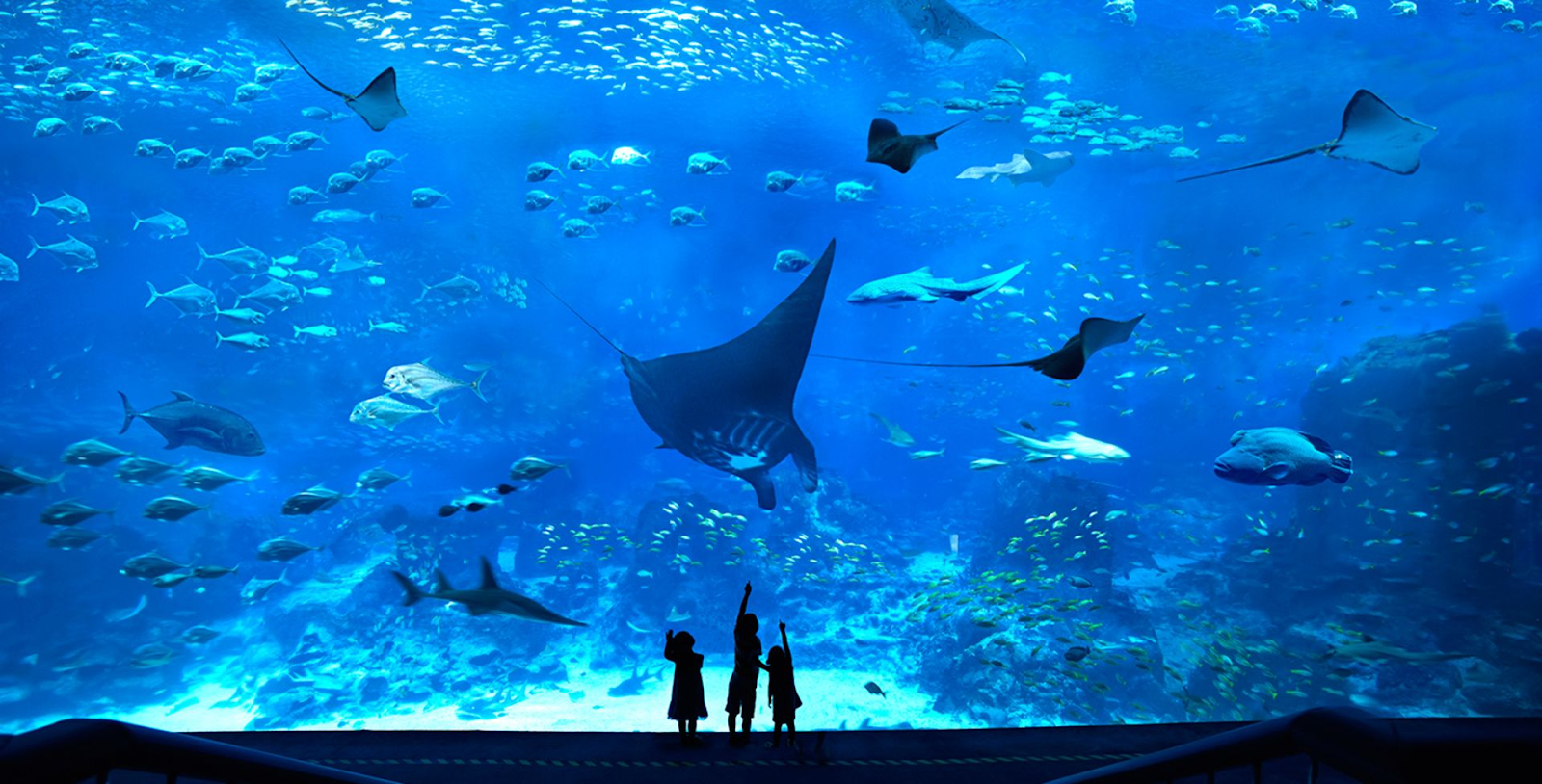 things to do for new year’s eve in singapore sea aquarium