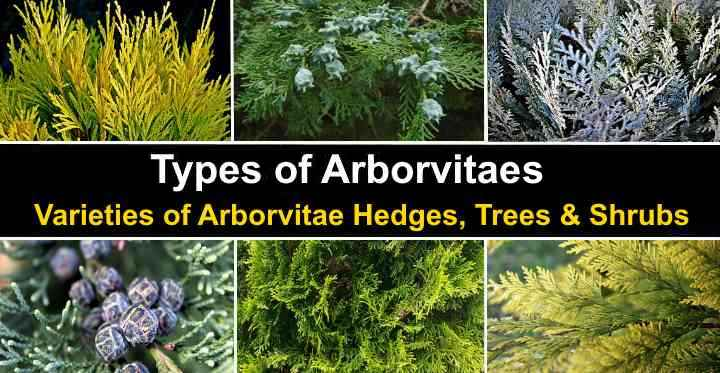 Types of Arborvitae Tree