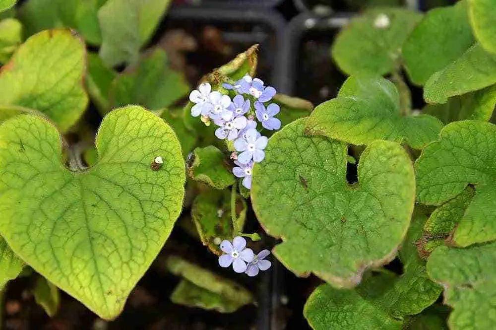 Brunnera Care and Maintenance