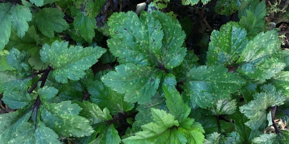 Resep Jamu Tradisional Untuk Pria