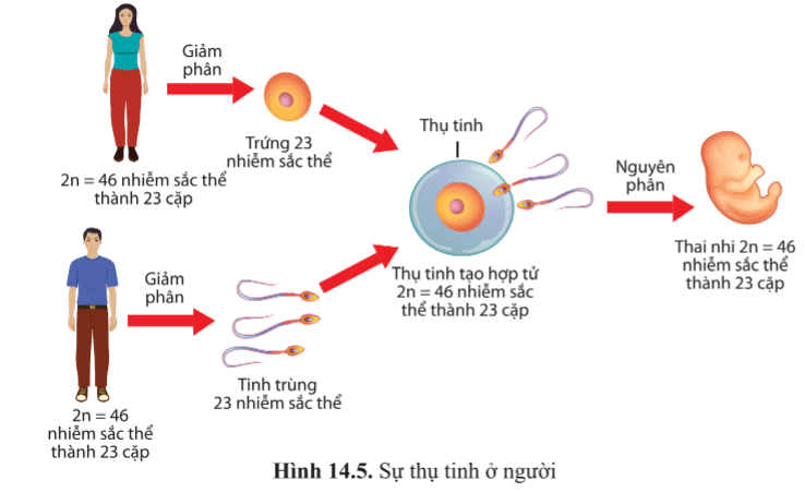 BÀI 14 - GIẢM PHÂNMỞ ĐẦUCâu 1: Bằng cơ chế nào mà bộ nhiễm sắc thể lưỡng bội (2n) của loài sinh sản hữu tính được duy trì nguyên vẹn từ thế hệ này sang thế hệ khác?Đáp án chuẩn:Nhờ sự kết hợp của 3 cơ chế nguyên phân, giảm phân và thụ tinh, bộ NST lưỡng bội 2n của loài sinh sản hữu tính được duy trì nguyên vẹn từ thế hệ này sang thế hệ khác. Giảm phân giảm bộ NST xuống một nửa (n), sau đó sự kết hợp của 2 giao tử (n) trong thụ tinh tạo thành hợp tử (2n), khôi phục lại bộ NST 2n đặc trưng của loài. Hợp tử 2n sau đó trải qua nhiều lần nguyên phân và biệt hóa tế bào để phát triển thành cơ thể đa bào trưởng thành.I. QUÁ TRÌNH GIẢM PHÂN VÀ THỤ TINHCâu 1: Giảm phân là gì?Đáp án chuẩn:- Là hình thức phân chia của các tế bào sinh dục chín để tạo thành các giao tử có bộ nhiễm sắc thể giảm đi một nửa so với tế bào mẹ ban đầu.Câu 2: Quan sát hình 14.1 và Đáp án chuẩn câu hỏi:a) Để tạo ra 4 tế bào con, cần mấy lần phân chia từ một tế bào ban đầu?b) Hãy so sánh bộ nhiễm sắc thể ban đầu và bộ nhiễm sắc thể của các tế bào là sản phẩm của các lần phân chia đó?Đáp án chuẩn:- Để tạo ra 4 tế bào con, cần 2 lần phân chia liên tiếp (bao gồm giảm phân I và giảm phân II) từ một tế bào ban đầu.- So sánh bộ nhiễm sắc thể ban đầu và bộ nhiễm sắc thể của các tế bào con sau các lần phân chia: Sau khi kết thúc 2 lần phân chia, bộ NST của các tế bào con giảm xuống một nửa so với tế bào ban đầu.Câu 3: Quan sát hình 14.2 và cho biết trước khi bắt đầu giảm phân I, nhiễm sắc thể trong nhân tế bào ở trạng thái đơn hay kép. Đặc điểm này có ý nghĩa gì?Đáp án chuẩn:- Trước khi bắt đầu giảm phân I, nhiễm sắc thể được nhân đôi ở pha S của kì trung gian, tạo thành nhiễm sắc thể kép gồm hai chromatid đính với nhau ở tâm động.- Điều này đảm bảo rằng mỗi tế bào con sau giảm phân I có bộ nhiễm sắc thể giảm xuống một nửa so với tế bào mẹ ban đầu.Câu 4: Quan sát hình 14.3, cho biết:a) Giảm phân I có các kì nào? Nhiễm sắc thể biến đổi như thế nào ở kì đầu I?b) Nhận xét về sự sắp xếp của nhiễm sắc thể ở kì giữa I và sự di chuyển của nhiễm sắc thể ở kì sau I.c) Kết quả của giảm phân I là gì? Hãy so sánh số lượng nhiễm sắc thể của tế bào lúc bắt đầu giảm phân và lúc kết thúc giảm phân I.d) Kết quả của giảm phân II là gì? So sánh bộ nhiễm sắc thể của tế bào được tạo ra sau giảm phân I và giảm phân II.Đáp án chuẩn:a) - Giảm phân I bao gồm 4 kì: đầu I, giữa I, sau I, cuối I.- Sự biến đổi của nhiễm sắc thể tại kì đầu I: Ở kì đầu I, nhiễm sắc thể kép bắt đôi và có thể xảy ra trao đổi chéo giữa các chromatid của các nhiễm sắc thể tương đồng. Các nhiễm sắc thể dần co lại. b) - Nhận xét về sự sắp xếp của nhiễm sắc thể ở kì giữa I: Ở kì giữa I, các nhiễm sắc thể kép trong các cặp tương đồng được xếp thành hai hàng trên mặt phẳng xích đạo của thoi phân bào.- Nhận xét về sự di chuyển của nhiễm sắc thể ở kì sau I: Mỗi nhiễm sắc thể kép trong các cặp tương đồng di chuyển về một cực của tế bào.c) - Kết quả của giảm phân I là từ 1 tế bào 2n ban đầu tạo ra 2 tế bào con mang bộ NST n kép.- So sánh số lượng nhiễm sắc thể của tế bào lúc bắt đầu và kết thúc giảm phân I: Số nhiễm sắc thể đã giảm xuống một nửa (từ 2n NST kép thành n NST kép).d)- Kết quả của giảm phân II là tạo ra 4 tế bào con mang bộ nhiễm sắc thể n đơn.- So sánh bộ nhiễm sắc thể của tế bào sau giảm phân I và giảm phân II: Bộ NST của tế bào trong giảm phân I và giảm phân II có số lượng bằng nhau, nhưng ở giảm phân I là nhiễm sắc thể kép còn ở giảm phân II là nhiễm sắc thể đơn.Luyện tập 1: Nhận xét về sự phân li và tổ hợp của các cặp nhiễm sắc thể tương đồng khác nhau qua các giai đoạn của giảm phân I.Đáp án chuẩn:Trong giảm phân I, các nhiễm sắc thể phân li độc lập và tổ hợp tự do về 2 cực của tế bào, tạo ra các tổ hợp nhiễm sắc thể mới. Điều này dẫn đến sự hình thành nhiều loại giao tử khác nhau trong quá trình giảm phân I.Câu 5: Lập bảng so sánh quá trình nguyên phân và quá trình giảm phân theo gợi ý trong bảng 14.1.Đáp án chuẩn:ĐiểmNội dung so sánhNguyên phânGiảm phânKhác nhauKết quảTừ 1 tế bào mẹ ban đầu tạo ra 2 tế bào con mang bộ nhiễm sắc thể giống tế bào mẹ.Từ 1 tế bào ban đầu tạo ra 4 tế bào con mang bộ nhiễm sắc thể giảm đi một nửa so với tế bào mẹ.Diễn ra ở loại tế bàoTất cả các tế bào trừ tế bào sinh dục chín.Tế bào sinh dục chín.Các giai đoạnKì trung gian, phân chia nhân (gồm 4 kì là kì đầu, kì giữa, kì sau, kì cuối) và phân chia tế bào chất.Kì trung gian, giảm phân I (kì đầu I, kì giữa I, kì sau I, kì cuối I), giảm phân II (kì đầu II, kì giữa II, kì sau II, kì cuối II).Hiện tượng tiếp hợp và trao đổi chéoKhông có hiện tượng tiếp hợp và trao đổi chéo.Có hiện tượng tiếp hợp và có thể trao đổi chéo giữa các chromatid của các nhiễm sắc thể tương đồng ở kì đầu I.Sắp xếp nhiễm sắc thể trên thoi phân bàoỞ kì giữa, các NST kép tập trung thành 1 hàng trên mặt phẳng xích đạo của thoi phân bào.Ở kì giữa I, các nhiễm sắc thể kép trong cặp nhiễm sắc thể tương đồng tập trung thành hai hàng trên mặt phẳng xích đạo của thoi phân bào.Ở kì sau II, các NST kép tập trung thành 1 hàng trên mặt phẳng xích đạo của thoi phân bào.Các nhiễm sắc thể tách nhau ở tâm độngXảy ra ở kì sau.Không xảy ra ở kì sau I nhưng xảy ra ở kì sau II.Số lần phân bào1 lần.2 lần.Đặc điểm của tế bào sinh ra so với tế bào ban đầuTế bào sinh ra có bộ nhiễm sắc thể 2n đơn giống nhau và giống hệt tế bào mẹ ban đầu.Tế bào sinh ra có bộ nhiễm sắc thể n đơn giảm đi một nửa so với tế bào mẹ ban đầu.Giống nhauĐều là hình thức phân bào có sự tham gia của thoi phân bào.Đều có một lần nhân đôi DNA ở kì trung gian trước khi phân bào.Sự phân chia nhân đều diễn ra theo các kì: kì đầu, kì giữa, kì sau, kì cuối.Nhiễm sắc thể đều trải qua những biến đổi tương tự như: tự nhân đôi, đóng xoắn, phân li, tháo xoắn. Màng nhân và nhân con đều tiêu biến vào kì đầu và xuất hiện vào kì cuối, thoi phân bào đều tiêu biến vào kì cuối và xuất hiện vào kì đầu.Diễn biến các kì của giảm phân II giống với nguyên phân.- Giống nhau:Đều là hình thức phân bào có sự tham gia của thoi phân bào.Đều có một lần nhân đôi DNA ở kì trung gian trước khi phân bào.Sự phân chia nhân đều diễn ra theo các kì: kì đầu, kì giữa, kì sau, kì cuối.Nhiễm sắc thể đều trải qua những biến đổi tương tự như: tự nhân đôi, đóng xoắn, phân li, tháo xoắn. Màng nhân và nhân con đều tiêu biến vào kì đầu và xuất hiện vào kì cuối, thoi phân bào đều tiêu biến vào kì cuối và xuất hiện vào kì đầu.Diễn biến các kì của giảm phân II giống với nguyên phân.Câu 6: Giao tử tham gia vào quá trình tạo ra cơ thể mới có bộ nhiễm sắc thể như thế nào so với tế bào sinh dưỡng? Chúng được hình thành như thế nào?Đáp án chuẩn:- Giao tử trong quá trình hình thành cơ thể mới có bộ nhiễm sắc thể (n đơn) giảm xuống một nửa so với số lượng nhiễm sắc thể (2n đơn) trong tế bào sinh dưỡng.- Sự hình thành giao tử:  + Giao tử đực: Tế bào mầm sinh tinh phát triển thành tinh bào bậc một → Giảm phân tạo ra tinh tử → Tạo thành giao tử đực.  + Giao tử cái: Tế bào mầm sinh trứng phát triển thành noãn bào bậc một → Giảm phân tạo ra tế bào trứng và thể cực → Tạo thành giao tử cái.I. QUÁ TRÌNH GIẢM PHÂN VÀ THỤ TINHCâu 7: Quan sát hình 14.4, so sánh các giai đoạn của sự phát sinh giao tử đực và sự phát sinh giao tử cái ở động vật?Đáp án chuẩn:- Giống nhau:Đều xảy ra với các tế bào mầm sinh dục.Đều trải qua các giai đoạn: phát triển, giảm phân, hình thành giao tử.- Khác nhau:Giai đoạnSự phát sinh giao tử đựcSự phát sinh giao tử cáiPhát triểnTế bào mầm si  nh tinh phát triển thành tinh bào bậc 1.Tế bào mầm sinh trứng phát triển thành noãn bào bậc 1.Giảm phân ITinh bào bậc 1 qua giảm phân I cho 2 tinh bào bậc 2 có kích thước bằng nhau.Noãn bào bậc 1 qua giảm phân I cho 1 noãn bào bậc 2 có kích thước lớn và 1 thể cực có kích thước nhỏ.Giảm phân IIMỗi tinh bào bậc 2 qua giảm phân II cho 2 tinh tử có kích thước bằng nhau.Noãn bào bậc 2 qua giảm phân II cho 1 tế bào trứng có kích thước lớn và 1 thể cực có kích thước nhỏ.Hình thành giao tửTừ một tế bào mầm sinh tinh tạo ra 4 tinh tử, cả 4 tinh tử đều phát triển thành 4 tinh trùng.Từ một tế bào mầm sinh trứng chỉ tạo ra 1 trứng còn 3 thể cực cóLuyện tập 2: Nhận xét về sự biến đổi của giao tử đực và giao tử cái so với sản phẩm của giảm phân. Ý nghĩa của quá trình nguyên phân và giảm phân ở các tế bào của cơ quan sinh sản đối với sự phát sinh giao tử là gì?Đáp án chuẩn:* Nhận xét về sự biến đổi của giao tử đực và giao tử cái so với sản phẩm của giảm phân:- Giao tử đực có phân hoá có đầu, thân và đuôi.- Giao tử cái có kích thước lớn, chứa nhiều chất dinh dưỡng.* Ý nghĩa của quá trình nguyên phân và giảm phân ở các tế bào của cơ quan sinh sản đối với sự phát sinh giao tử là:- Nguyên phân giúp gia tăng số lượng tế bào sinh sản.- Giảm phân giúp hình thành các tế bào tiền giao tử có bộ nhiễm sắc thể giảm đi một nửa.Câu 8: Quan sát hình 14.5 và cho biết sự thụ tinh là gì. Hợp tử có bộ nhiễm sắc thể như thế nào so với các giao tử và tế bào sinh dưỡng của cơ thể bố mẹ?Đáp án chuẩn:- Thụ tinh là quá trình kết hợp giao tử giữa một trừng (n) và một tinh trùng (n), tạo ra một hợp tử lưỡng bội (2n). - Hợp tử có số lượng nhiễm sắc thể lưỡng bội (2n), gấp đôi số lượng nhiễm sắc thể đơn bội (n) trong giao tử, và giống với bộ nhiễm sắc thể trong tế bào sinh dưỡng của cơ thể bố mẹ.Câu 9: Dựa vào hiểu biết của mình về sự thụ tinh, hãy giải thích về nguồn gốc của các nhiễm sắc thể trong mỗi cặp nhiễm sắc thể tương đồng trong tế bào của cơ thể sinh vật lưỡng bội?Đáp án chuẩn:Giao tử đực mang nhiễm sắc thể đơn bội từ bố, giao tử cái mang nhiễm sắc thể đơn bội từ mẹ. Khi thụ tinh xảy ra, giao tử đực đơn bội kết hợp với giao tử cái đơn bội tạo thành hợp tử lưỡng bội (2n). Trên mỗi cặp nhiễm sắc thể tương đồng trong tế bào của sinh vật lưỡng bội, một chiếc có nguồn gốc từ bố và một chiếc có nguồn gốc từ mẹ.Luyện tập 3: Cho biết vì sao bộ nhiễm sắc thể 2n đặc trưng của loài được duy trì ổn định qua các thế hệ cơ thể ở sinh vật sinh sản hữu tính.Đáp án chuẩn:- Bộ NST 2n của loài được duy trì qua các thế hệ sinh vật sinh sản hữu tính nhờ ba quá trình:- Giảm phân giảm bộ NST xuống một nửa (n) để tạo ra giao tử. Thụ tinh kết hợp hai giao tử (n) lại thành hợp tử (2n), khôi phục lại bộ NST 2n đặc trưng của loài.- Tế bào hợp tử 2n trải qua nhiều lần nguyên phân và biệt hóa để phát triển thành cơ thể đa bào trưởng thành.Luyện tập 4: Nếu một cá thể sinh vật sinh sản hữu tính có bộ nhiễm sắc thể 2n = 4 được kí hiệu AaBb thì có thể tạo ra mấy loại giao tử khác nhau về kí hiệu bộ nhiễm sắc thể? Sự thụ tinh có thể tạo ra bao nhiêu khả năng tổ hợp (kí hiệu khác nhau) của bộ NST ở thế hệ con?Đáp án chuẩn:- Trong quá trình giảm phân tạo giao tử, các nhiễm sắc thể có sự phân li và tổ hợp tự do. Nếu một cá thể sinh vật sinh sản hữu tính có bộ nhiễm sắc thể 2n = 4 được kí hiệu là AaBb, thì có thể tạo ra 4 loại giao tử là AB, Ab, aB, ab.- Trong quá trình thụ tinh tạo hợp tử, các loại giao tử tổ hợp tự do. Sự thụ tinh của 4 loại giao tử AB, Ab, aB, ab có thể tạo ra 9 loại tổ hợp khác nhau của bộ nhiễm sắc thể ở thế hệ con, bao gồm AABB, AAbb, aaBB, aabb, AABb, aaBb, AaBB, Aabb, AaBb.Tìm hiểu thêm: Ngựa có bộ nhiễm sắc thể 2n = 64 và lừa có bộ nhiễm sắc thể 2n = 62. Con lai giữa ngựa cái và lừa đực là con la. Vậy con la có bao nhiêu nhiễm sắc thể? Con la có khả năng sinh con không? Vì sao?Ngựa có bộ nhiễm sắc thể 2n = 64 và lừa có bộ nhiễm sắc thể 2n = 62Đáp án chuẩn:- Con lạ phát triển từ hợp tử của ngựa (32 nhiễm sắc thể) và lừa (31 nhiễm sắc thể), tổng cộng 63 nhiễm sắc thể.- Con lạ không sinh sản được vì thiếu các cặp nhiễm sắc thể tương đồng trong tế bào, không thể tiếp hợp trong giai đoạn đầu của giảm phân, dẫn đến rối loạn và không hình thành được giao tử.Vận dụng 1 trang 89 Sinh học 10: Sự phân li độc lập và tổ hợp ngẫu nhiên của các cặp nhiễm sắc thể trong quá trình giảm phân và tổ hợp ngẫu nhiên của các giao tử đực và giao tử cái trong quá trình thụ tinh có ý nghĩa gì đối với sinh vật?Đáp án chuẩn:Phân li độc lập và tổ hợp ngẫu nhiên của nhiễm sắc thể trong giảm phân, cùng với các giao tử đực và cái trong thụ tinh, tạo ra đa dạng nhiễm sắc thể, quan trọng cho sự tiến hóa và thích nghi của sinh vật với môi trường.II. MỘT SỐ NHÂN TỐ ẢNH HƯỞNG ĐẾN QUÁ TRÌNH GIẢM PHÂN