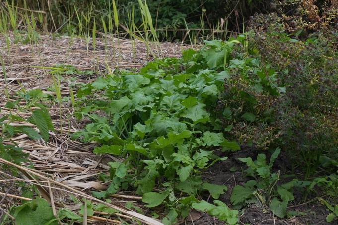 Gros plan sur un jardin

Description générée automatiquement