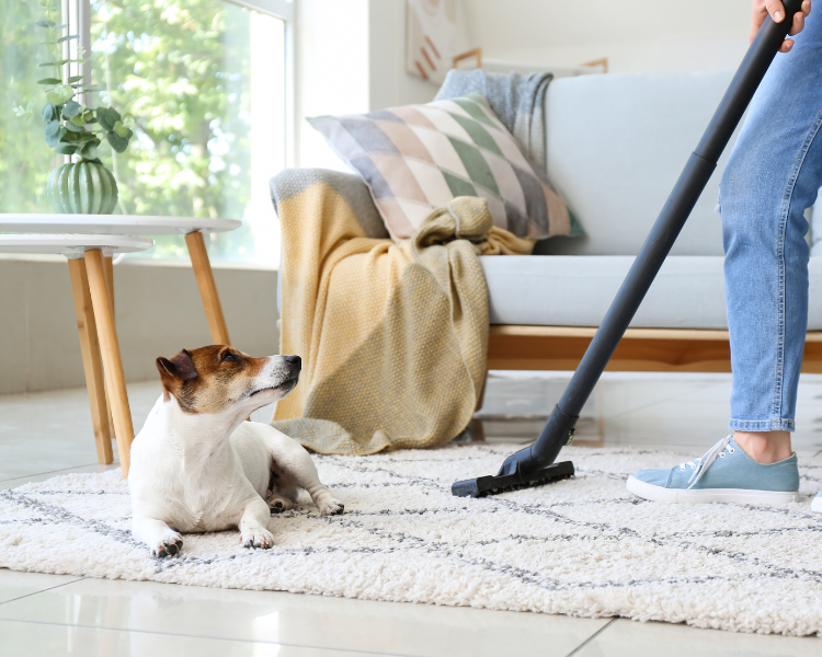 Dog and pet friendly carpet