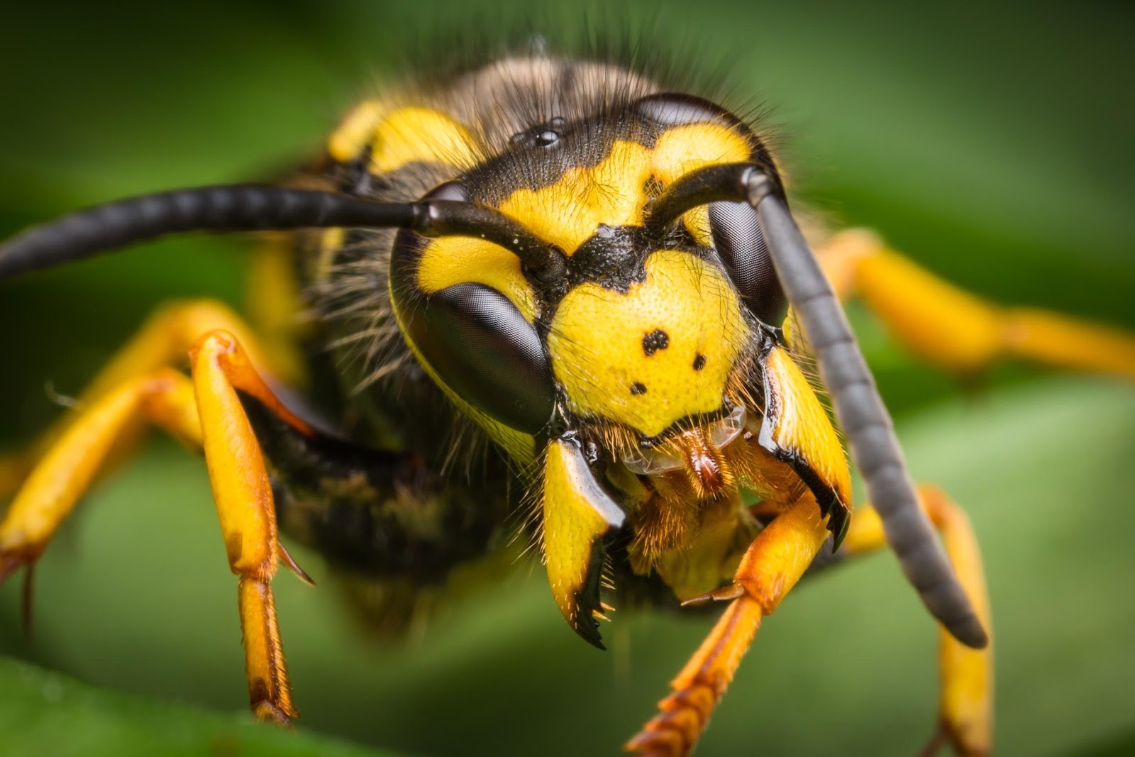 Close up of a wasp