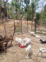 C:\Users\dr hmar.LPM\Desktop\Infrastructure LFP\Goat photos\WhatsApp Image 2025-04-29 at 11.51.23 AM.jpeg