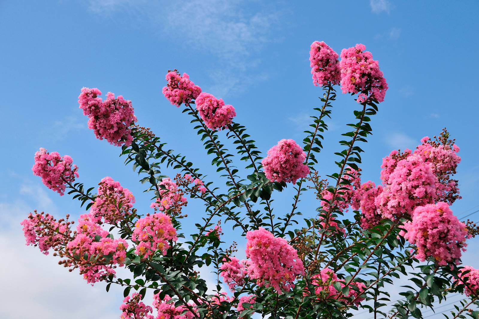 Tall pink-blooming Crape Myrtle tree reaching toward the sky, highlighting the benefits of expert tree service for ornamental trees.