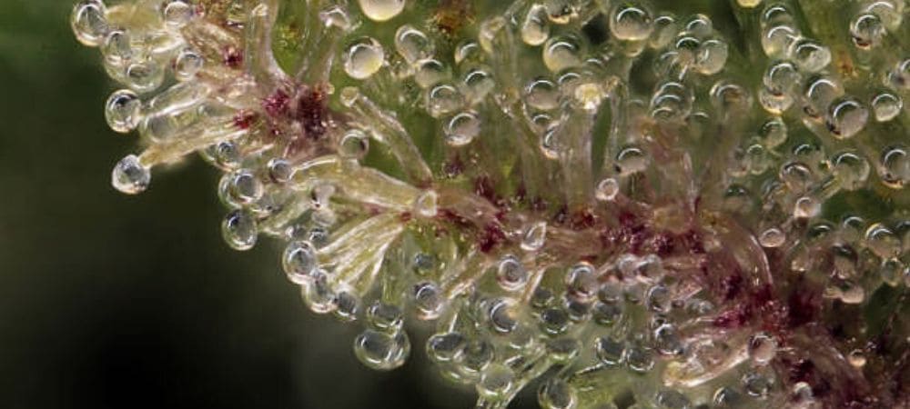 cannabis tricomi al punto per il raccolto
