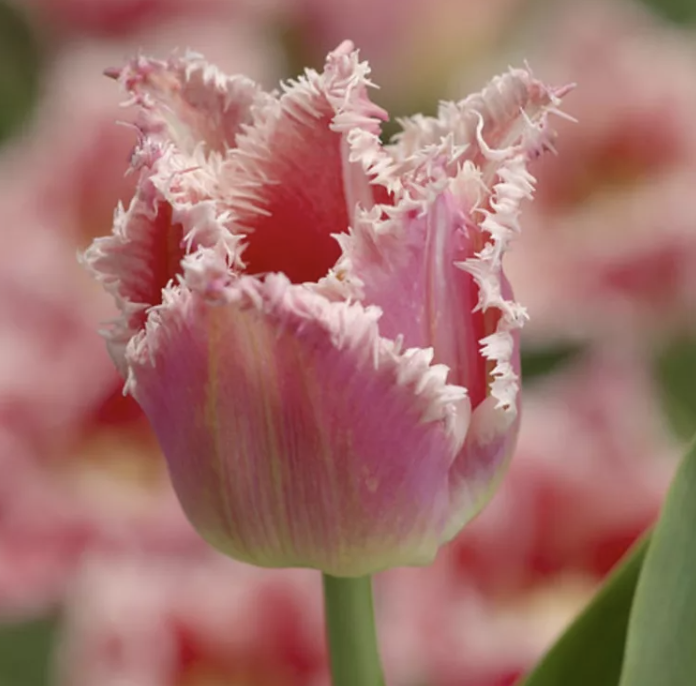 fringed tulips for bouquets