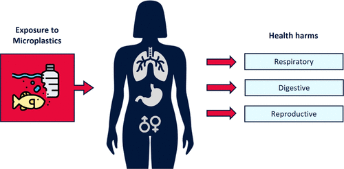 A diagram of a person's body

Description automatically generated