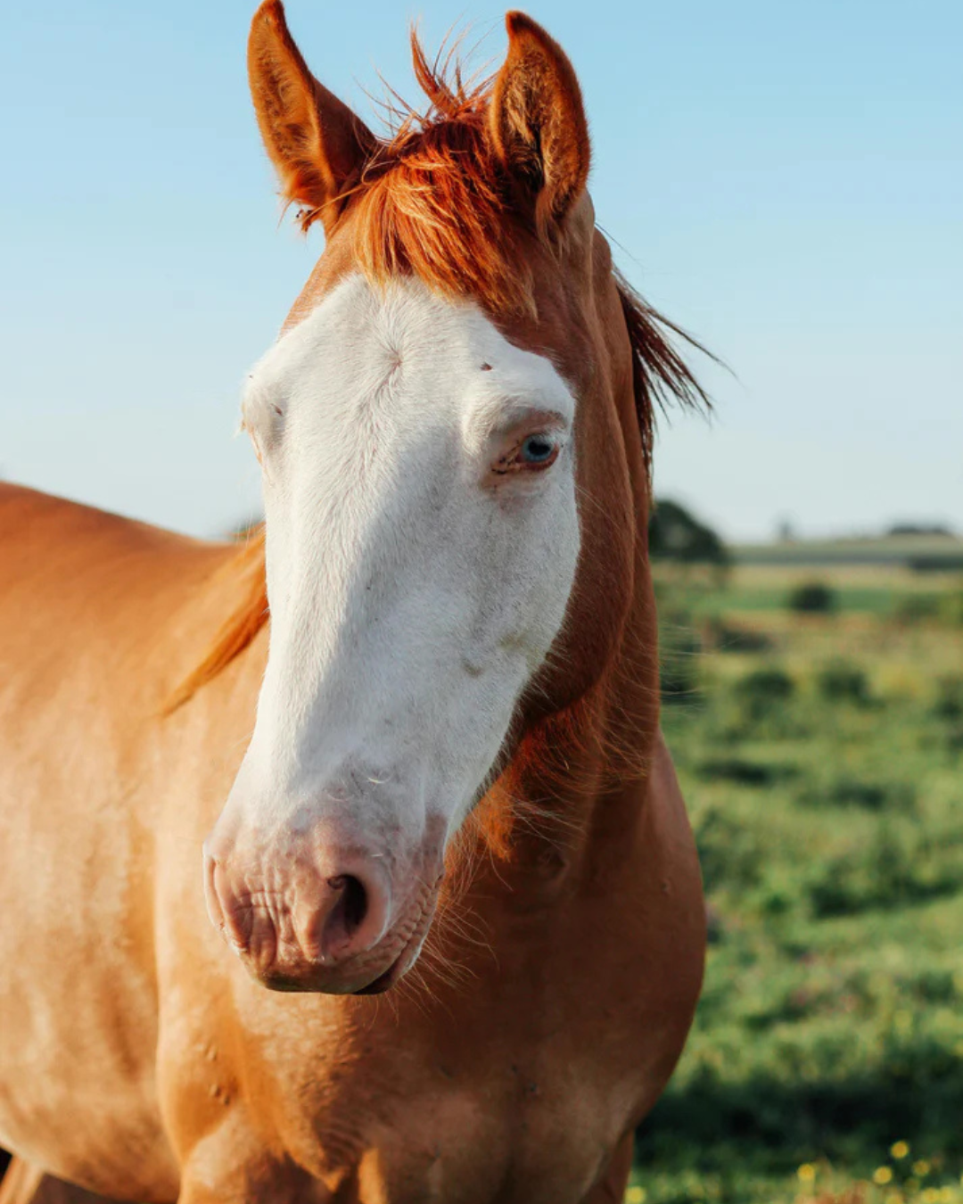 A healthy horse with a white face