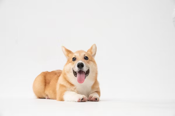 A brown and white dog lying down and looking straight ahead