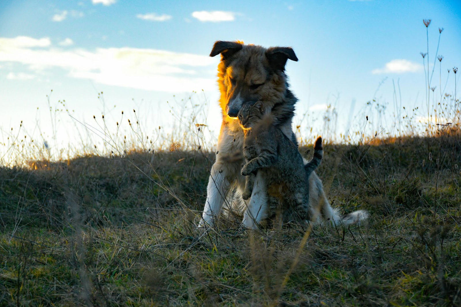 A dog and a cat are playfully interacting in a grassy field during sunset