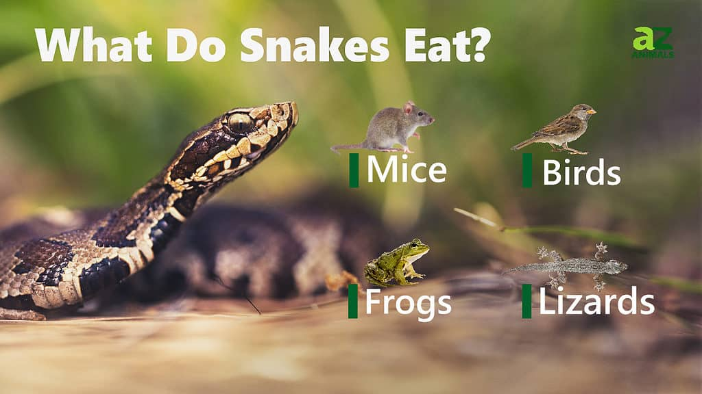 what do snakes eat