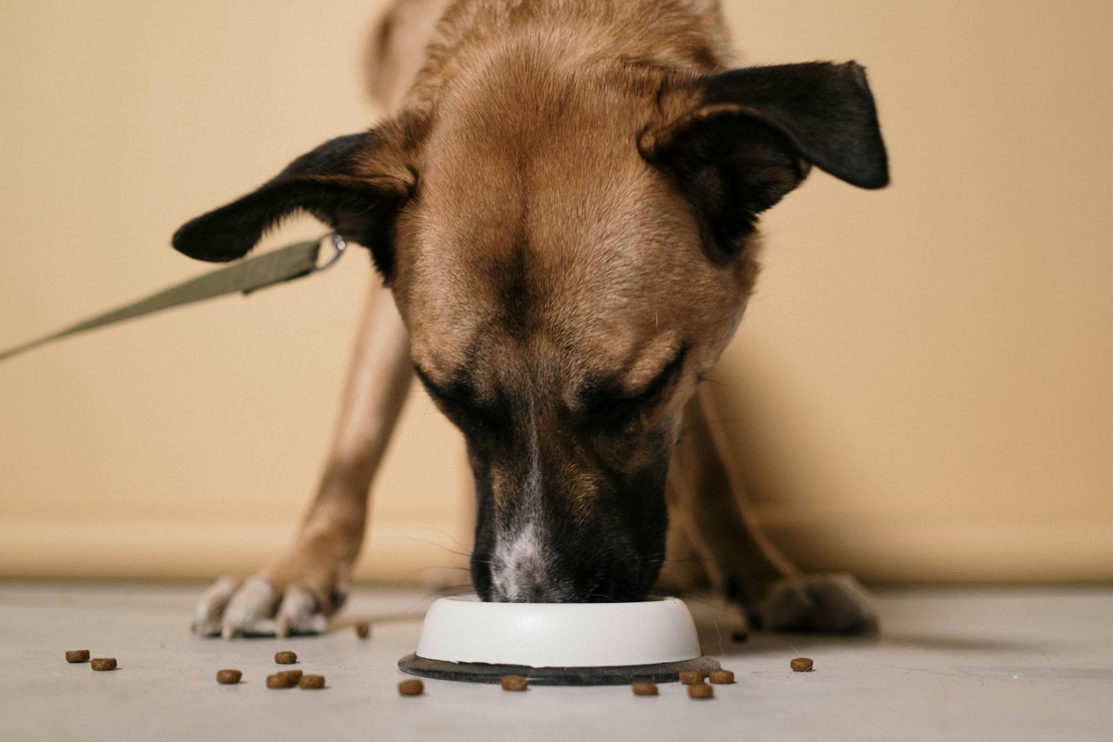 Brown Dog Eating Food from Bowl