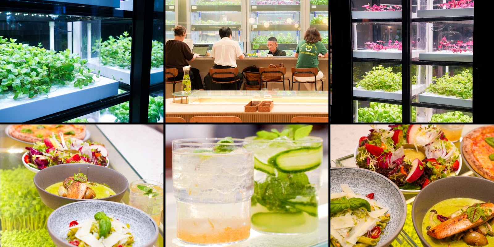 SEED by Farmacy, echo asia communications，可持續餐廳，室內水耕農場
