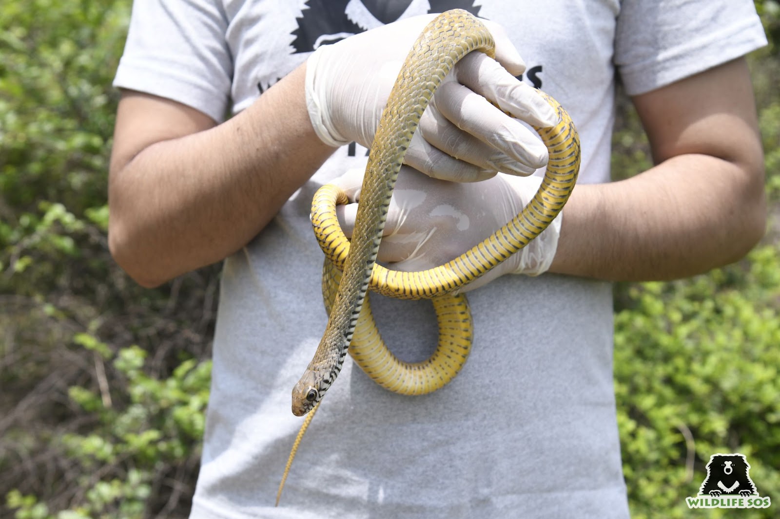 A rescued non-venomous rat snake