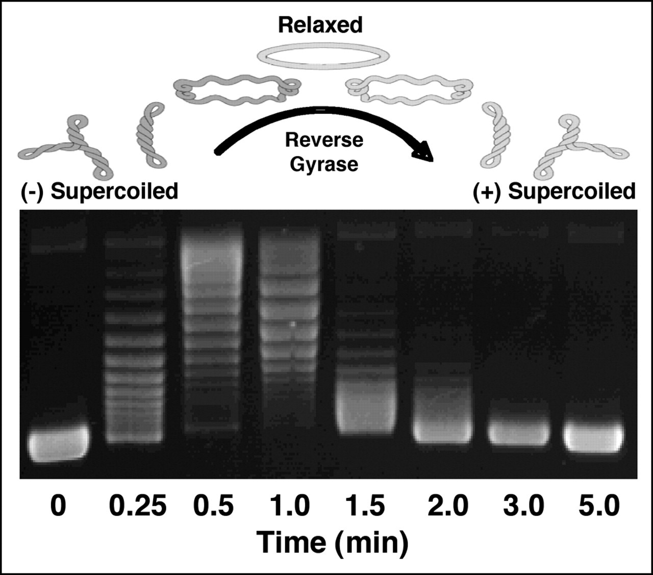 Figure including DNA gel. Image description available. 