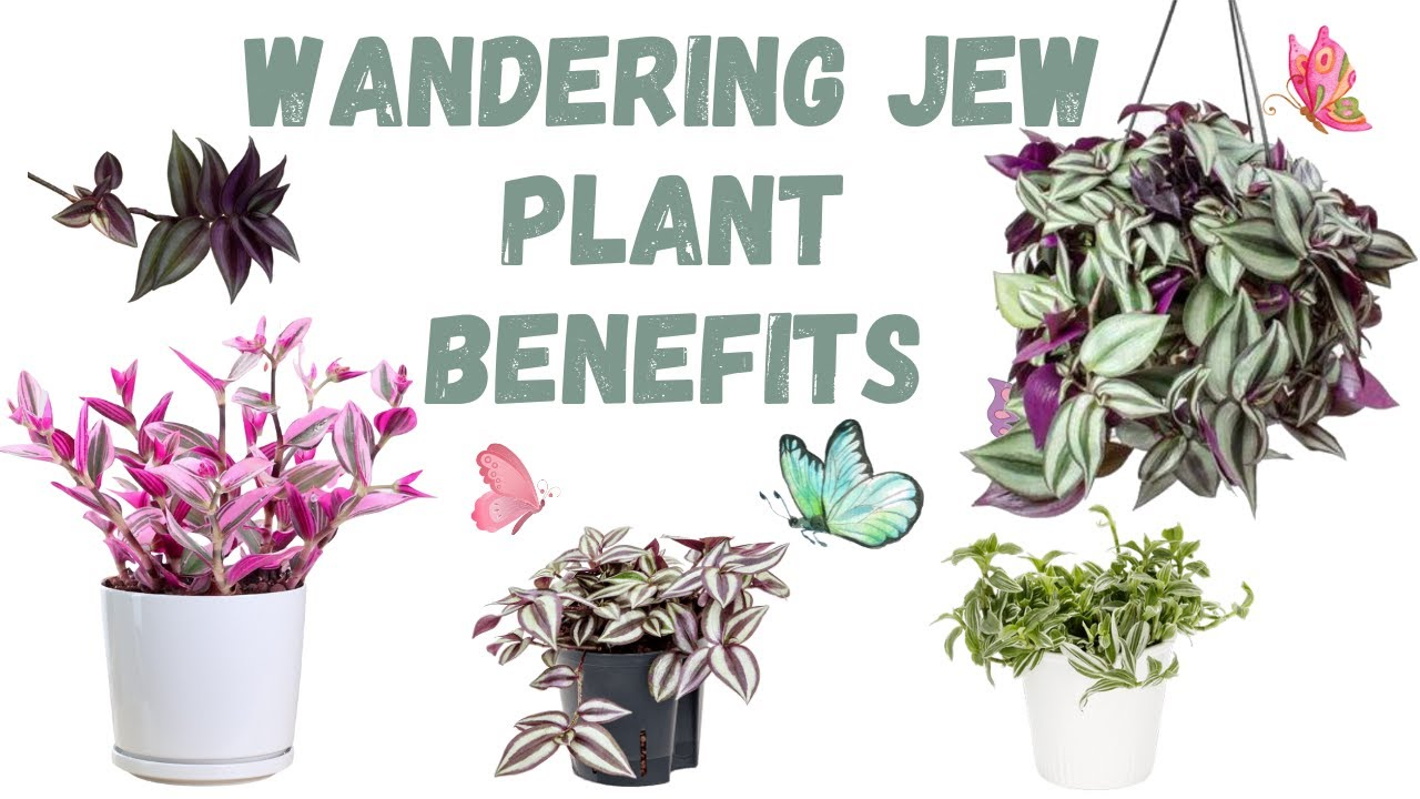 Benefits of Wandering Jew Plants