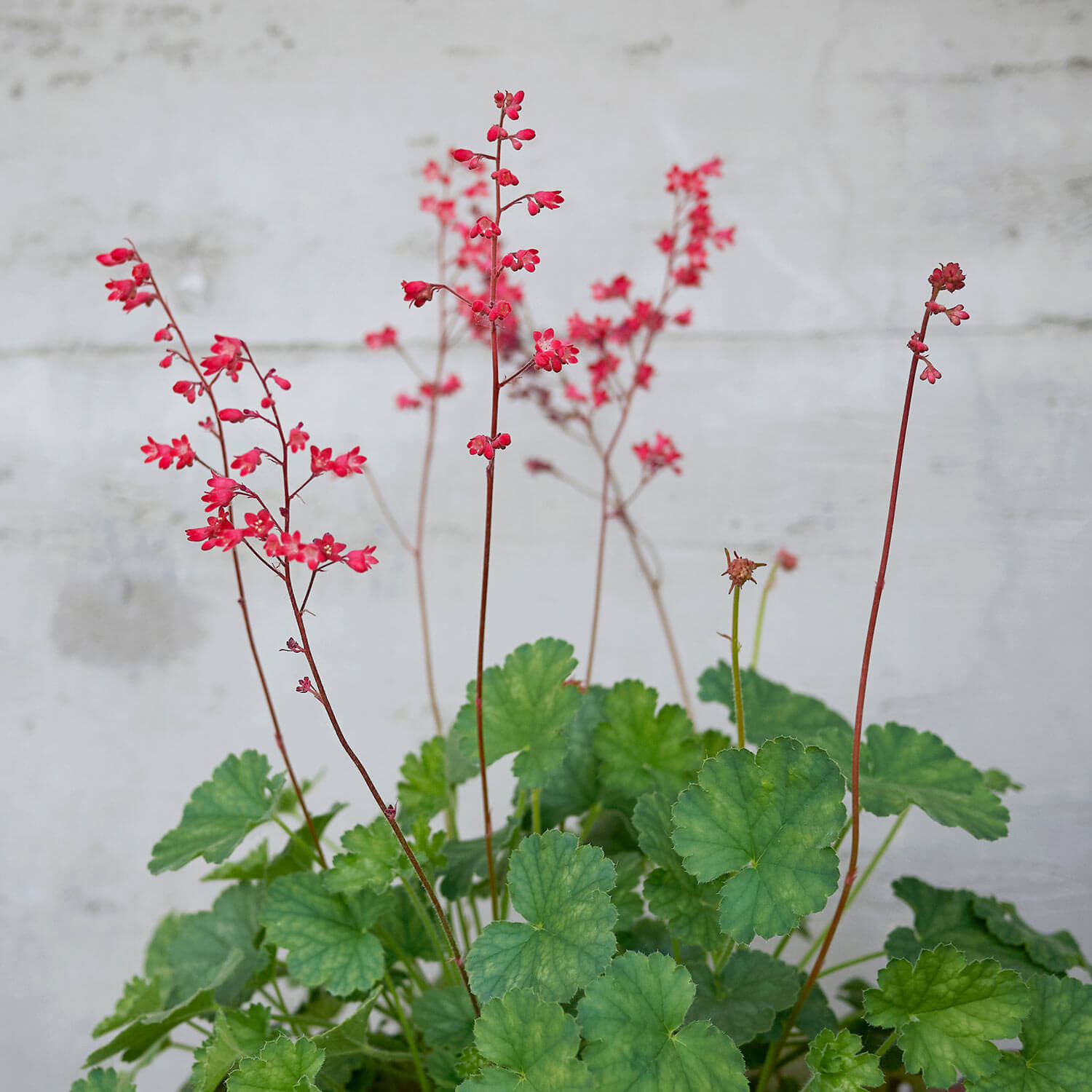 Botany of Heuchera (Coral Bells)