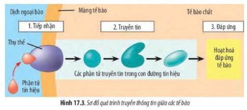 BÀI 17 - THÔNG TIN GIỮA CÁC TẾ BÀOMỞ ĐẦUCâu 1: Bằng cách nào mà hormone insulin và glucagon (do tế bào tuyến tụy tiết ra) có thể kích thích các tế bào gan và cơ thực hiện quá trình chuyển hoá đường, qua đó, điều hoà hàm lượng glucose trong máu?Đáp án chuẩn: - Khi đường huyết tăng, tuyến tụy tiết insulin, kích thích gan và cơ chuyển hóa glucose thành glycogen, giảm đường huyết.- Khi đường huyết giảm, tuyến tụy tiết glucagon, kích thích gan và cơ phân giải glycogen thành glucose, tăng đường huyết.I. THÔNG TIN GIỮA CÁC TẾ BÀOCâu 1: Quan sát Hình 17.1, hãy cho biết thông tin được truyền từ tế bào này sang tế bào khác bằng cách nào?Đáp án chuẩn:Thông tin từ tế bào này đến tế bào khác nhờ các phân tử tín hiệu Câu 2: Tế bào đáp ứng như thế nào với các tín hiệu khác nhau?Đáp án chuẩn:Với các tín hiệu khác nhau, tế bào sẽ đáp ứng khác nhau, như phân chia hoặc biệt hóa.Câu 3: Hãy xác đinh kiểu truyền thông tin giữa các tế bào trong các trường hợp sau:a, Các yếu tố sinh trưởng được tiết ra kích thích sự sinh trưởng của các tế bào liền kềb, Các phân tử hòa tan trong bào tương được vận chuyển qua cầu sinh chất giữa hai tế bào thực vậtc, Sự tiếp xác giữa kháng nguyên và kháng thểd, Tuyến yên sản xuất hormone  sinh trưởng, hormone này đến kích thích sự phân chia và kéo dài tế bào xương giúp phát triển xươngĐáp án chuẩn:a, Qua mối nối giữa các tế bàob, Truyền tin cục bộc, Tiếp xúc trực tiếpd, Truyền tin qua khoảng cách xaCâu 4: Sự truyền thông tin giữa các tế bào có ý nghĩa gì?Đáp án chuẩn:Tín hiệu tế bào là thông tin giao tiếp giữa các cấu trúc trong tế bào, giữa các tế bào hoặc với các cấu trúc khác trong cơ thể, giúp chúng liên lạc và phản ứng thích hợp.Luyện tập: Hai hormone insulin và glucagon được nhắc ở tình huống mở đầu đóng vai trò gì trong quá trình truyền thông tin giữa các tế bào?Đáp án chuẩn:Insulin và glucagon là các phân tử tín hiệu giúp tế bào gan thực hiện quá trình chuyển hóa đường, điều hòa lượng glucose trong máu.II. QUÁ TRÌNH TRUYỀN THÔNG TIN GIỮA CÁC TẾ BÀOCâu 5: Bằng cách nào mà thông tin từ thụ thể được truyền vào trong tế bào?Đáp án chuẩn:Tế bào đích phát hiện và liên kết với phân tử tín hiệu qua protein thụ thể, gây thay đổi hình dạng thụ thể. Điều này kích hoạt chuỗi phản ứng sinh hóa trong tế bào thông qua các phân tử truyền tin.Câu 6: Sự đáp ứng có thể thực hiện qua những hoạt động nào của tế bào? Đáp án chuẩn:Sự đáp ứng có thể thực hiện dưới nhiều dạng khác nhau như tăng cường phiên mã, dịch mã, điều chỉnh quá trình chuyển hoá, tăng cường vận chuyển qua màng tế bào, và phân chia tế bào.Luyện tập: Dựa và hình 17.3, hãy mô tả quá trình hormone insulin tác động đến tế bào gan. Đáp án chuẩn:Để phát huy tác dụng của mình, insulin cần kết nối với thụ thể insulin trên bề mặt tế bào đích. Quá trình này kích hoạt tế bào gan để thúc đẩy sự hấp thu glucose từ môi trường bên ngoài vào bên trong tế bào.Vận dụng: Gibberellin (GA) là một loại hormone kích thích sinh trưởng ở thực vật. Một số cây trồng bị thiếu hụt GA nên sinh trưởng kém, chiều cao thấp. Người ta phun bổ sung GA cho các cây này, sau một thời gian, chiều cao của chúng vẫn không tăng thêm. Hãy giải thích nguyên nhân của hiện tượng trên.Đáp án chuẩn:Các tế bào thực vật không hấp thu GA từ phun bổ sung, nên GA không truyền tín hiệu đến các tế bào và chiều cao của cây không tăng.BÀI TẬP 