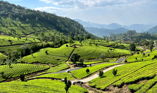 Munnar, Kerala – Tea Gardens and Misty Mornings