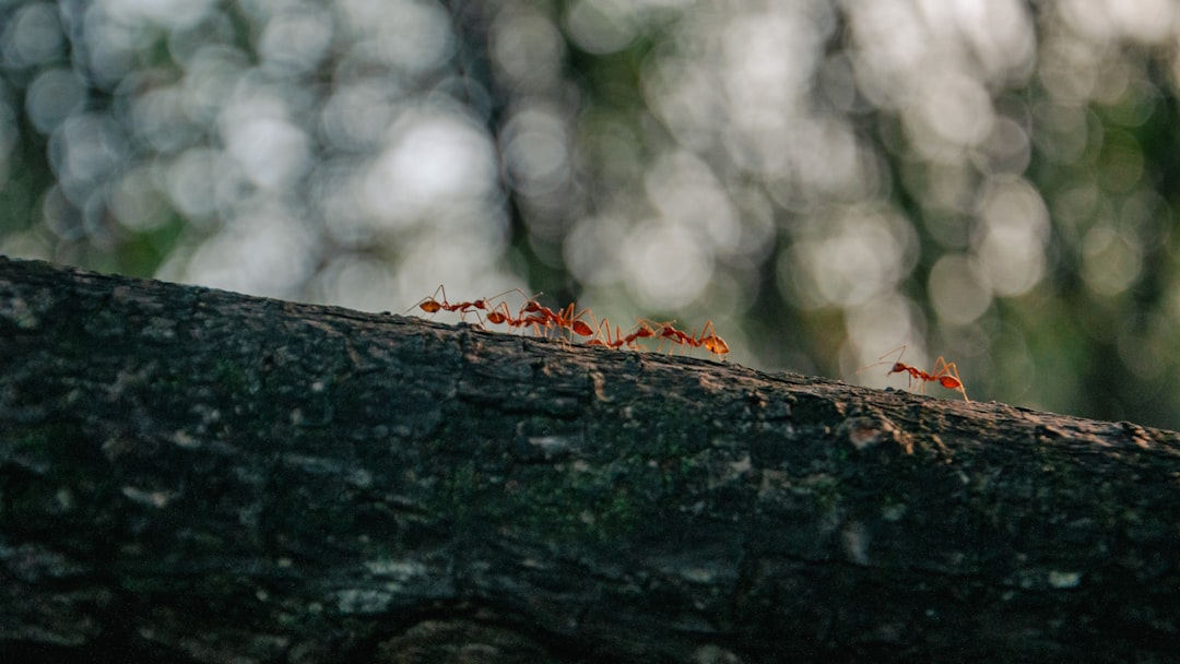 Ants in Ecosystems