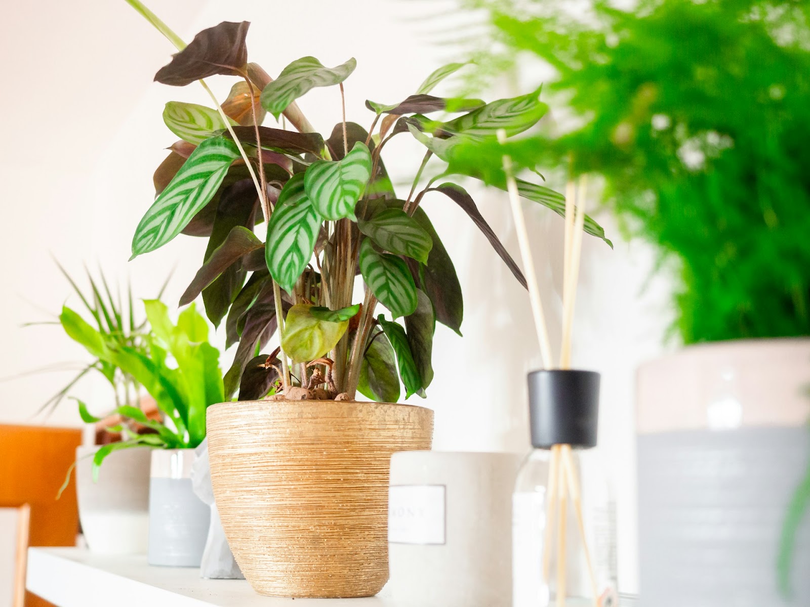 Care for Calathea